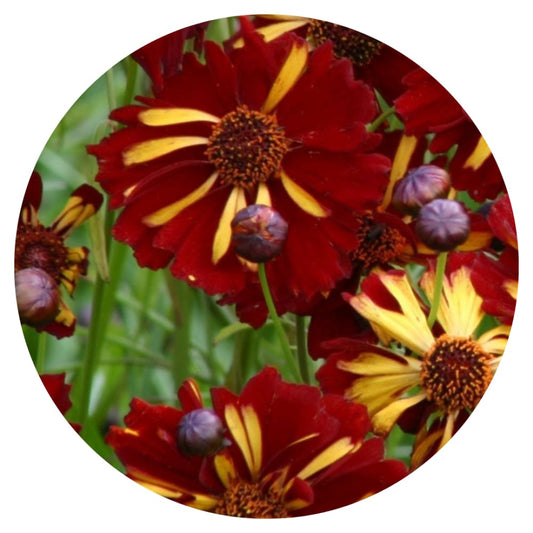 Coreopsis tinctoria Roulette therapyofflowers.com