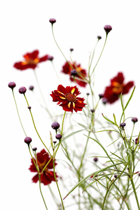 Coreopsis tinctoria Roulette | Tickseed - 1 gram / 60 - 80 cm - seeds