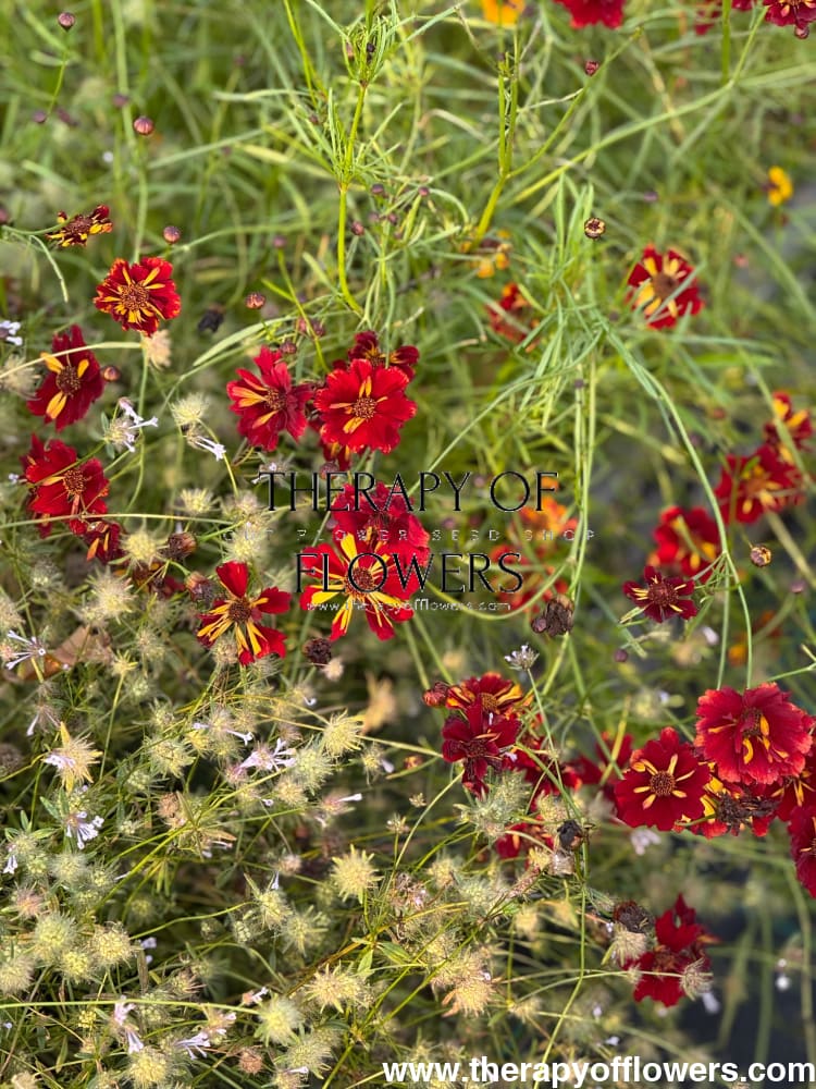 Coreopsis tinctoria Roulette therapyofflowers.com