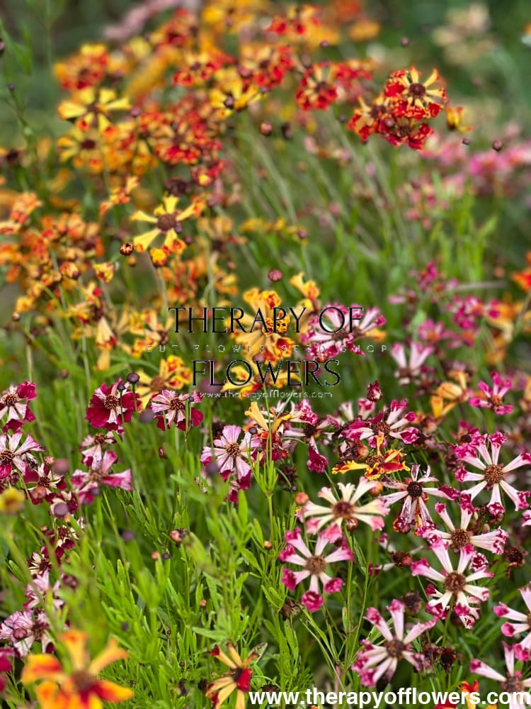 Coreopsis x hybrida Incredible! Sea Shells mix therapyofflowers.com