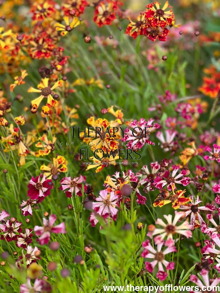 Coreopsis x hybrida Incredible! Sea Shells mix