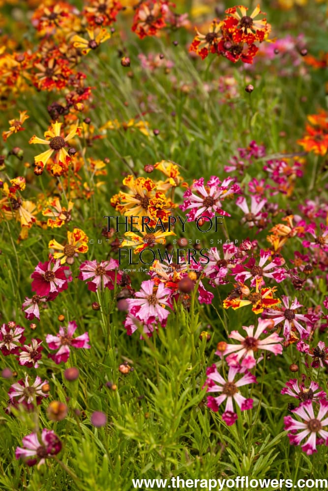 Coreopsis x hybrida Incredible! Sea Shells mix therapyofflowers.com