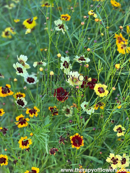 Coreopsis x hybrida Incredible! Tall Mix therapyofflowers.com