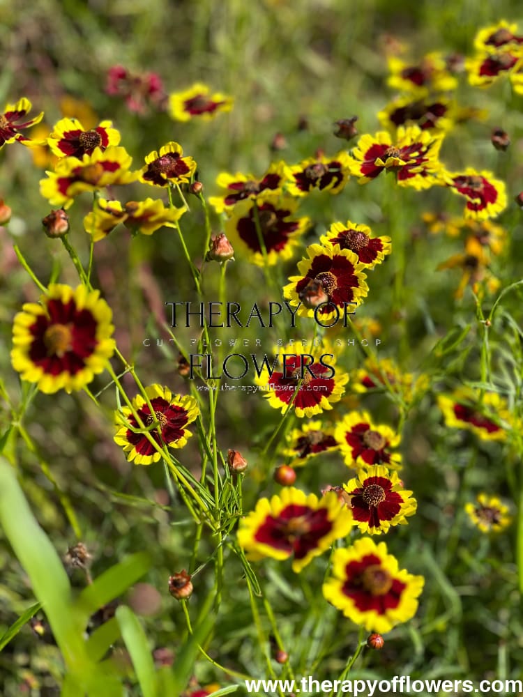 Coreopsis x hybrida Incredible! Tall Mix therapyofflowers.com
