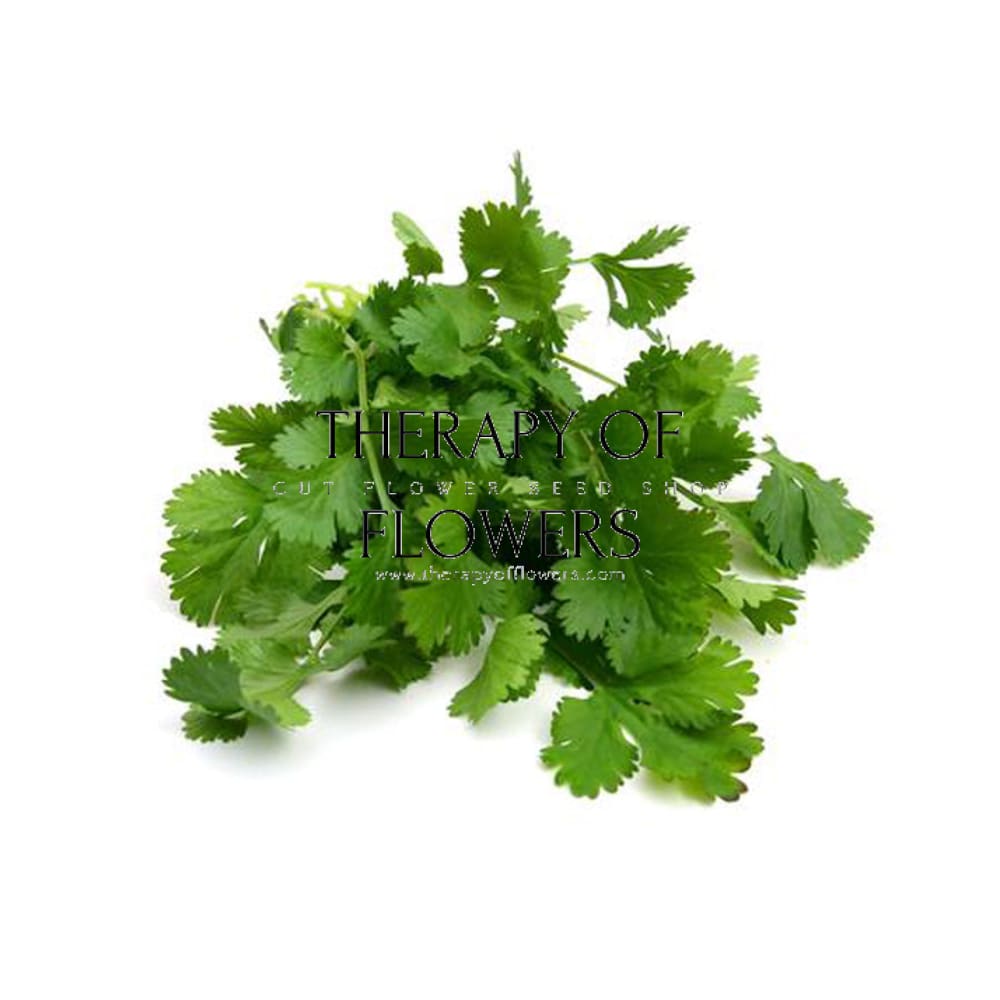 Coriander | Asian Herb therapyofflowers.com