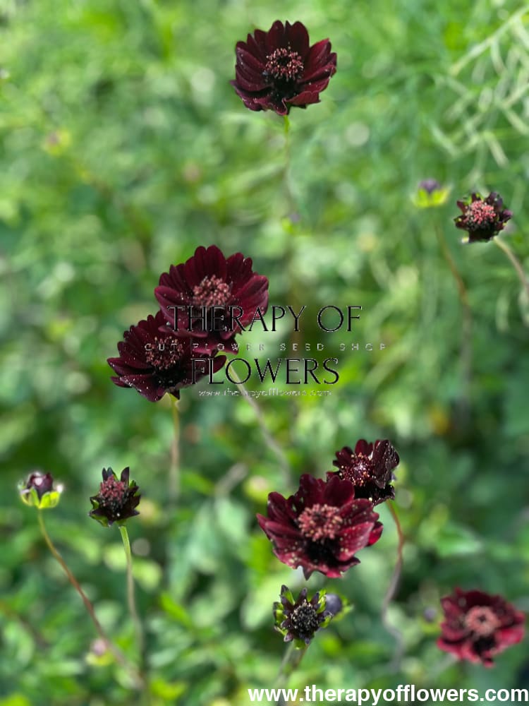 Cosmos atrosanguineus Black Magic therapyofflowers.com