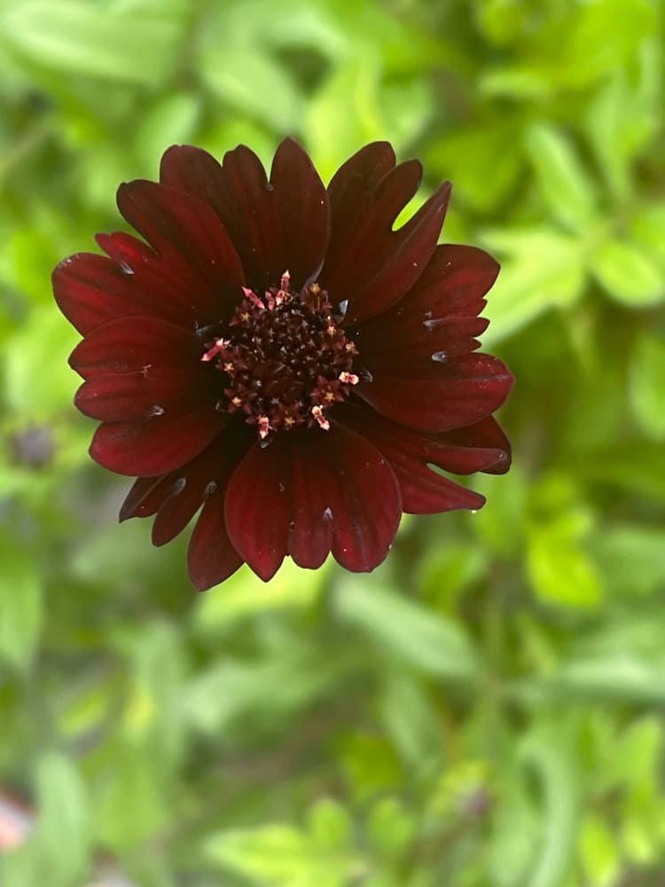 Cosmos atrosanguineus Black Magic therapyofflowers.com