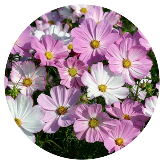Cosmos bipinnatus Cosimo Pink White therapyofflowers.com