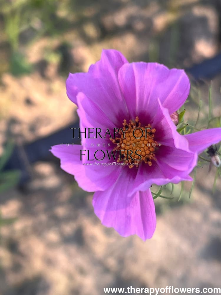 Cosmos bipinnatus Cosimo Pink White therapyofflowers.com