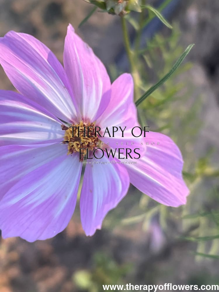 Cosmos bipinnatus Cosimo Pink White therapyofflowers.com