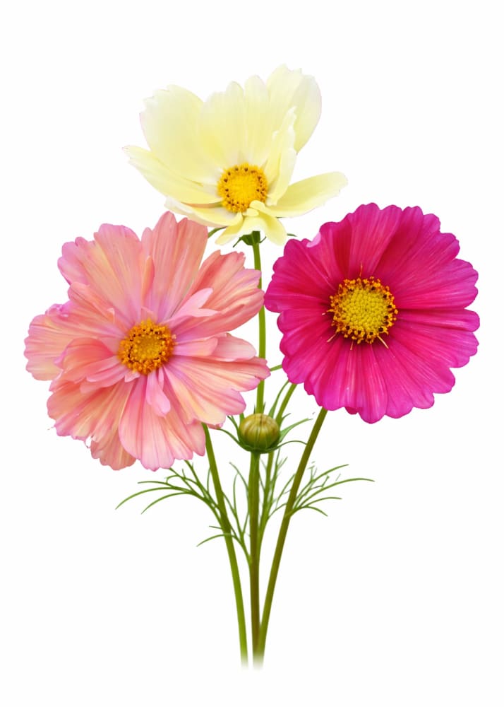 Cosmos bipinnatus Cotton Candy Mix - 20 seeds / 70 - 120 cm cm - seeds
