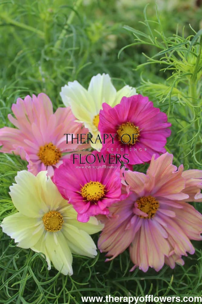 Cosmos bipinnatus Cotton Candy Mix - 20 seeds / 70 - 120 cm cm - seeds