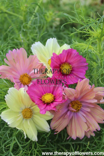Cosmos bipinnatus Cotton Candy Mix - 20 seeds / 70 - 120 cm cm - seeds