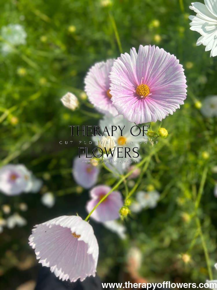 Cosmos bipinnatus Cupcakes Blush therapyofflowers.com