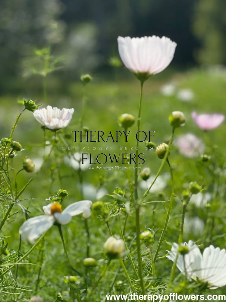 Cosmos bipinnatus Cupcakes Blush | Cut Flower therapyofflowers.com