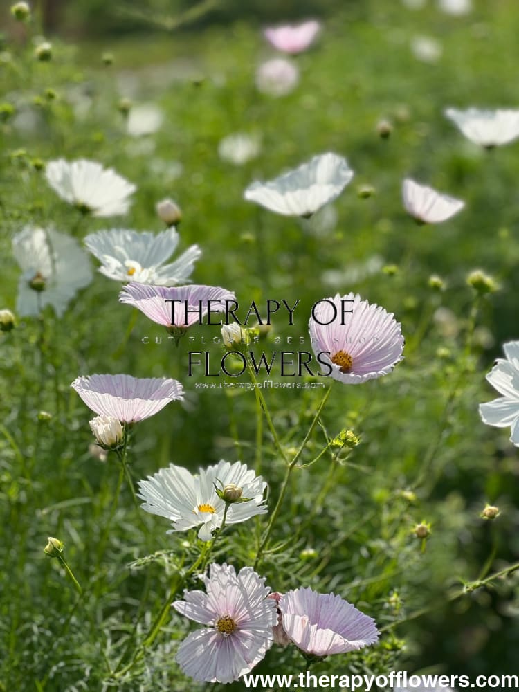 Cosmos bipinnatus Cupcakes Blush therapyofflowers.com