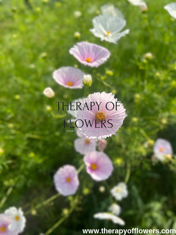 Cosmos bipinnatus Cupcakes Blush therapyofflowers.com