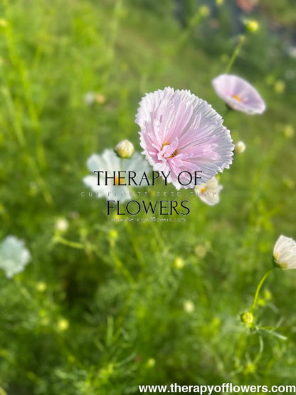 Cosmos bipinnatus Cupcakes Blush therapyofflowers.com