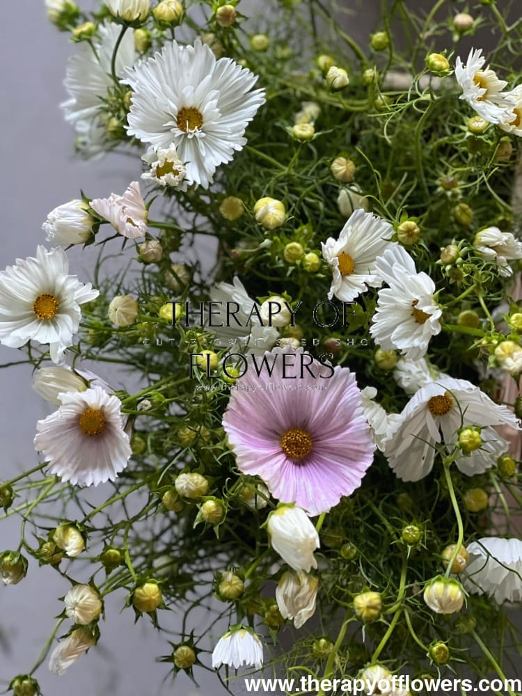 Cosmos bipinnatus Cupcakes Blush therapyofflowers.com