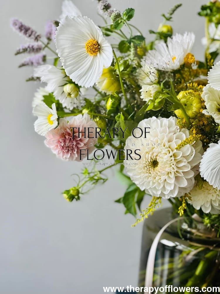 Cosmos bipinnatus Cupcakes white therapyofflowers.com