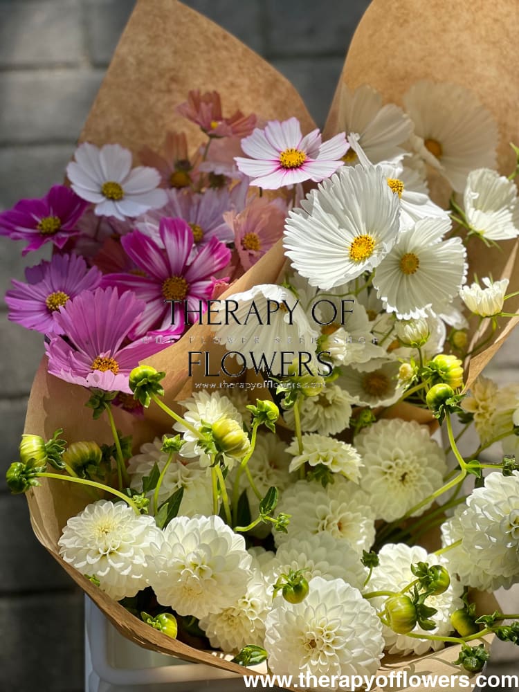 Cosmos bipinnatus Cupcakes white - 20 seeds / 120 cm - Seeds