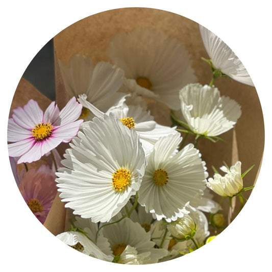 Cosmos bipinnatus Cupcakes white therapyofflowers.com