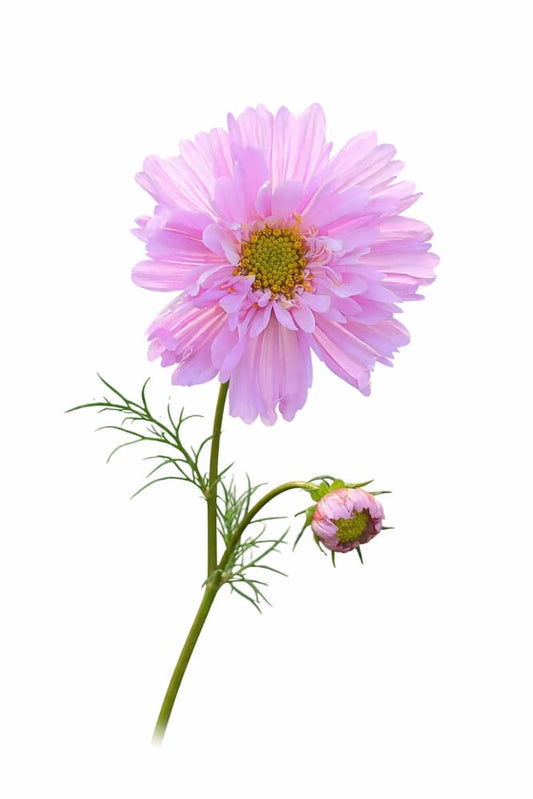 Cosmos bipinnatus Double Dutch Rose therapyofflowers.com