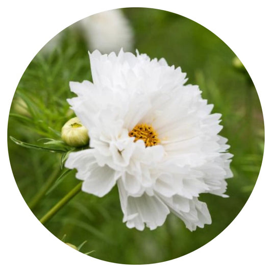 Cosmos bipinnatus Double Dutch White therapyofflowers.com