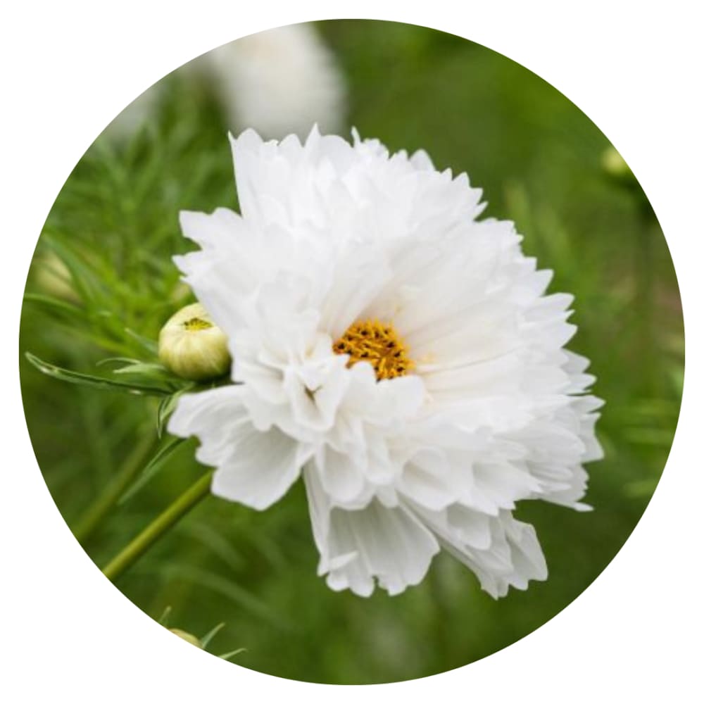 Cosmos bipinnatus Double Dutch White therapyofflowers.com