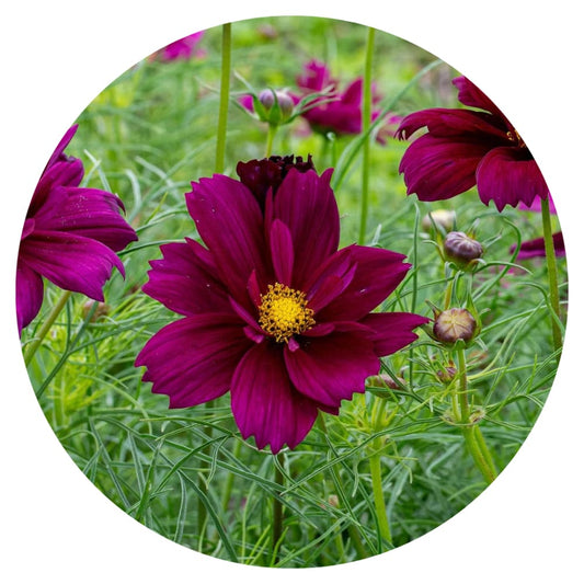 Cosmos bipinnatus Fandango therapyofflowers.com