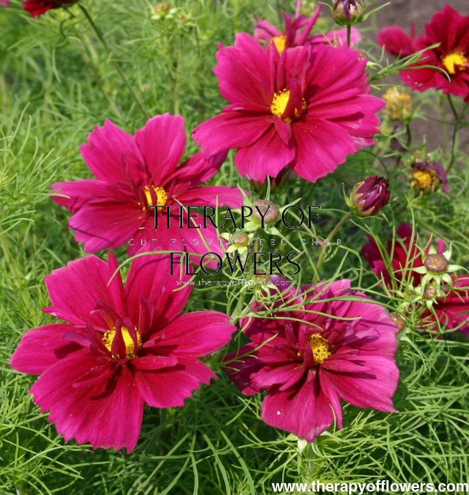Cosmos bipinnatus Fandango | Early Flowering Cosmos | Cut Flower Seeds - 20 seeds / 60 cm / Dark purple red - Seeds