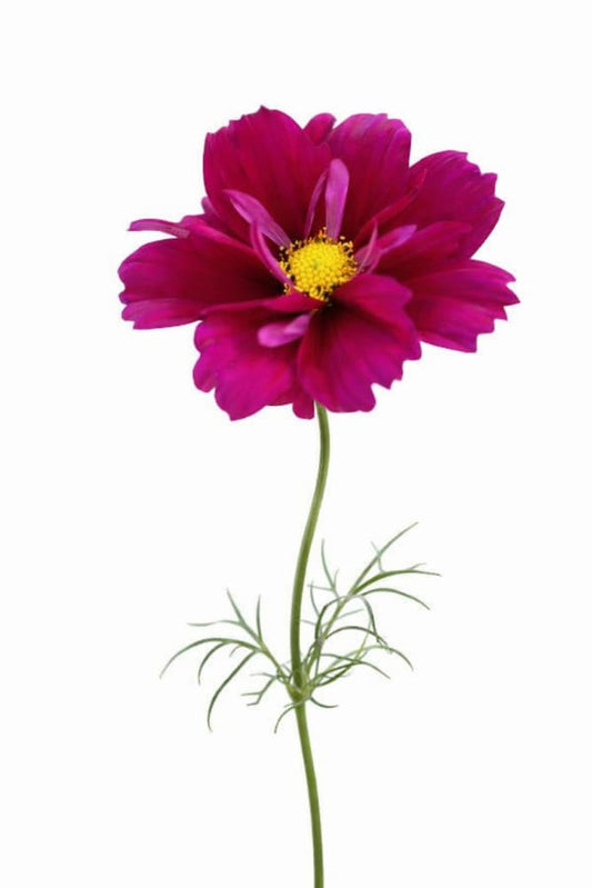 Cosmos bipinnatus Fandango | Early Flowering Cosmos | Cut Flower Seeds - 20 seeds / 60 cm / Dark purple red - Seeds