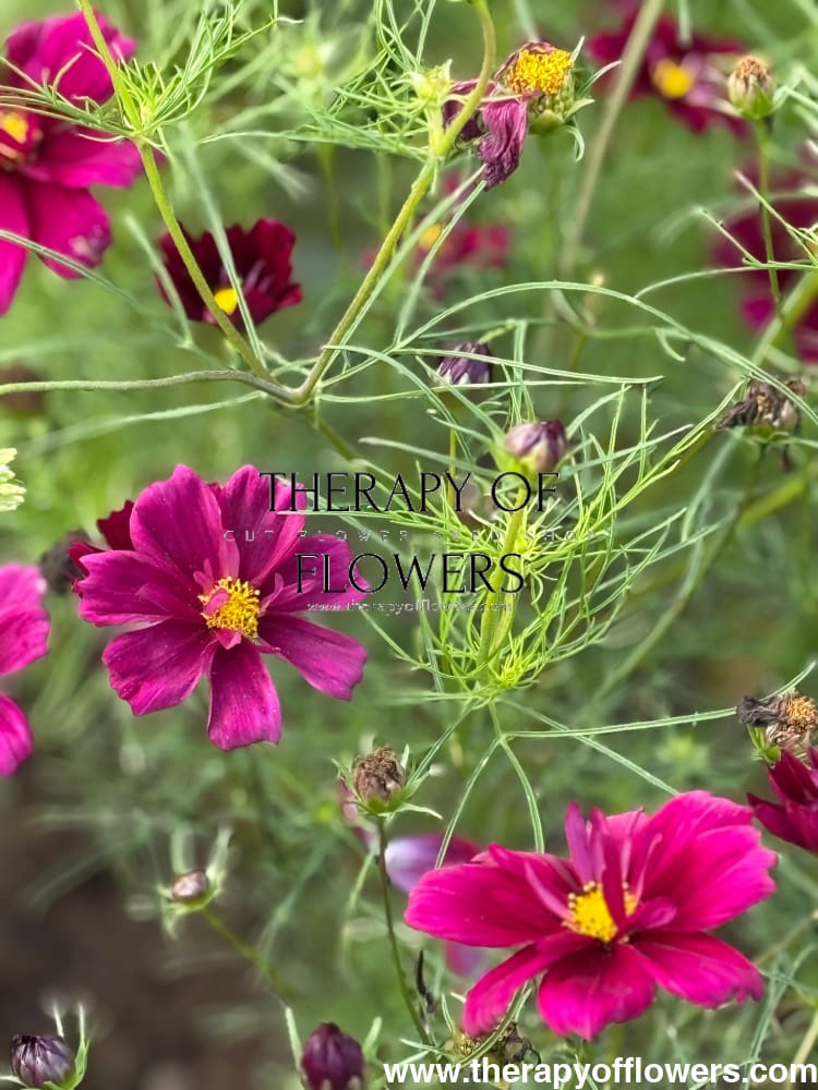 Cosmos bipinnatus Fandango therapyofflowers.com