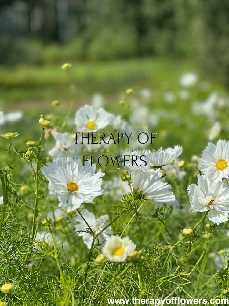 Cosmos bipinnatus Fizzy White therapyofflowers.com