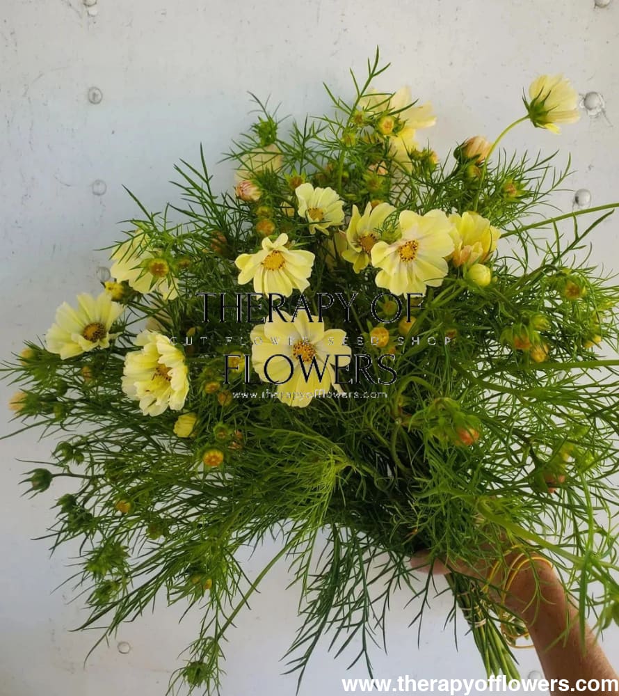 Cosmos bipinnatus Kiiro therapyofflowers.com