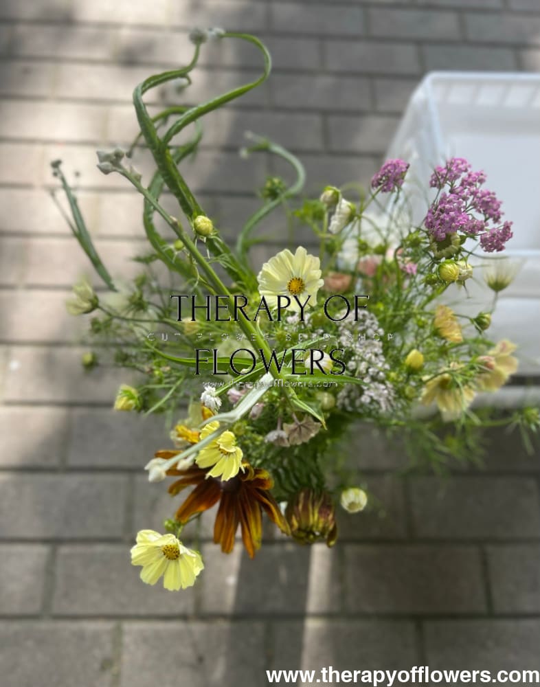 Cosmos bipinnatus Kiiro