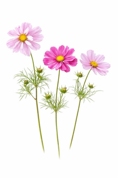 Cosmos bipinnatus Rosetta therapyofflowers.com