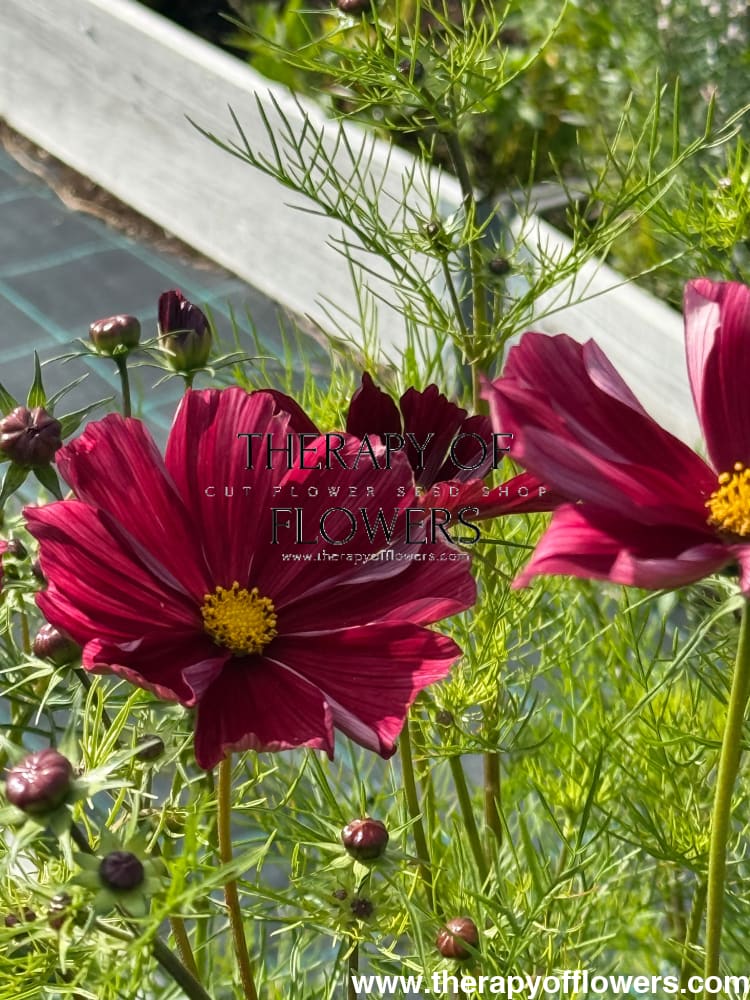 Cosmos bipinnatus Rubenza | Cut Flower therapyofflowers.com