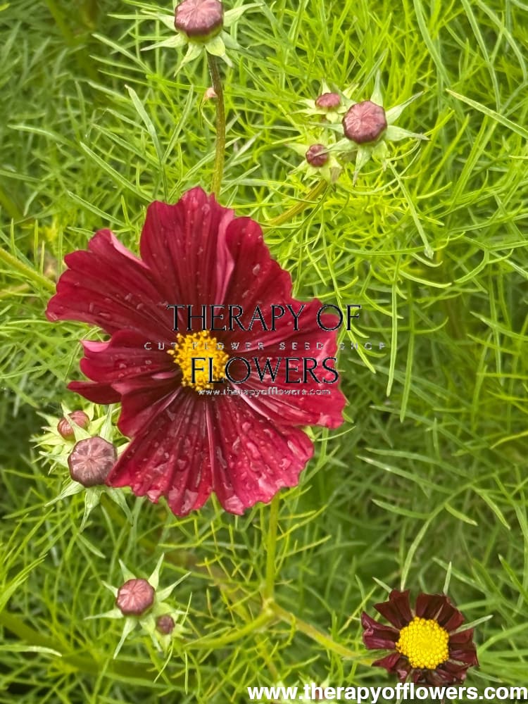 Cosmos bipinnatus Fandango therapyofflowers.com