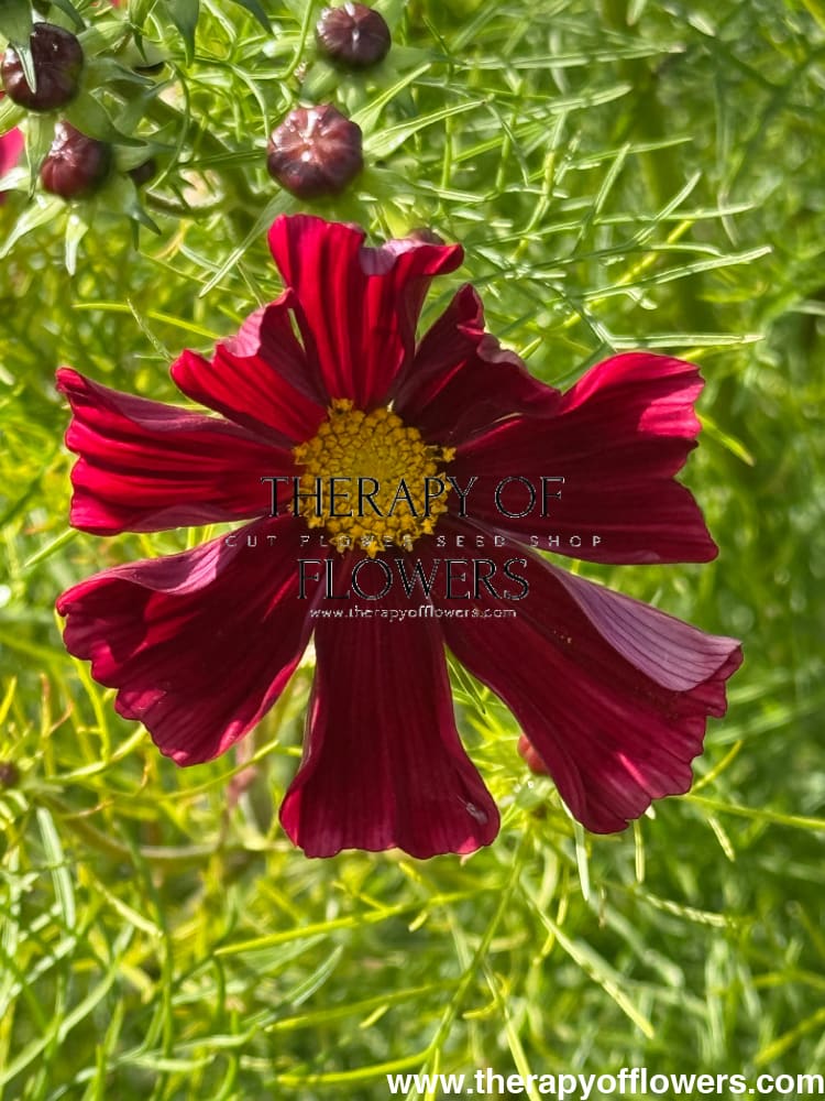 Cosmos bipinnatus Rubenza | Cut Flower therapyofflowers.com