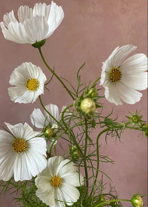 Cosmos bipinnatus ‘Sensation Purity’ | White Cosmos | Strong stems therapyofflowers.com