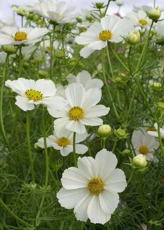 Cosmos bipinnatus Sensation Purity therapyofflowers.com