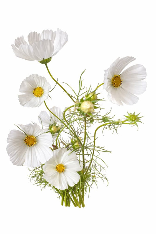 Cosmos bipinnatus ‘Sensation Purity’ | White Cosmos | Strong stems - 0.5 gram / 100 cm / Pure White - seeds
