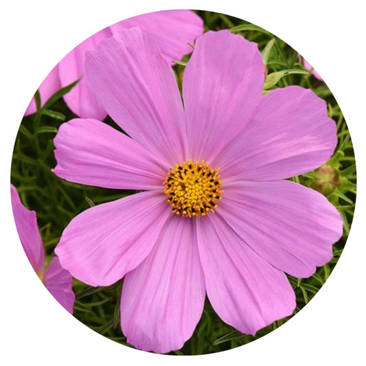 Cosmos bipinnatus Sonata Pink therapyofflowers.com