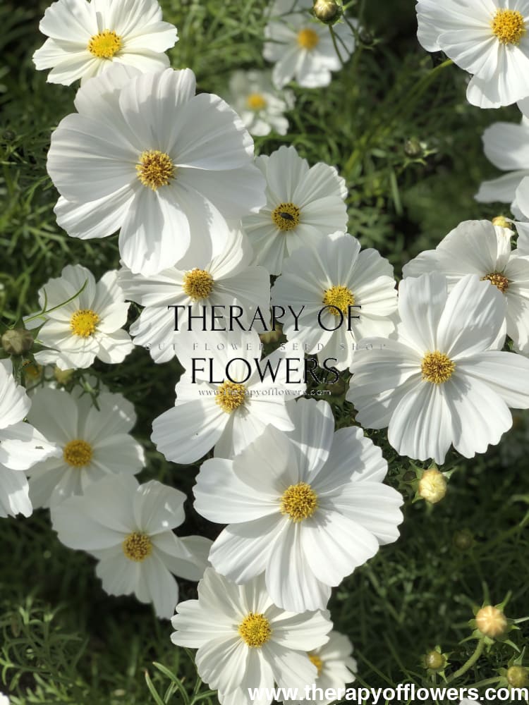 Cosmos bipinnatus Sonata White therapyofflowers.com