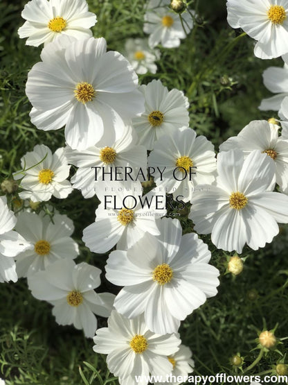 Cosmos bipinnatus Sonata White therapyofflowers.com