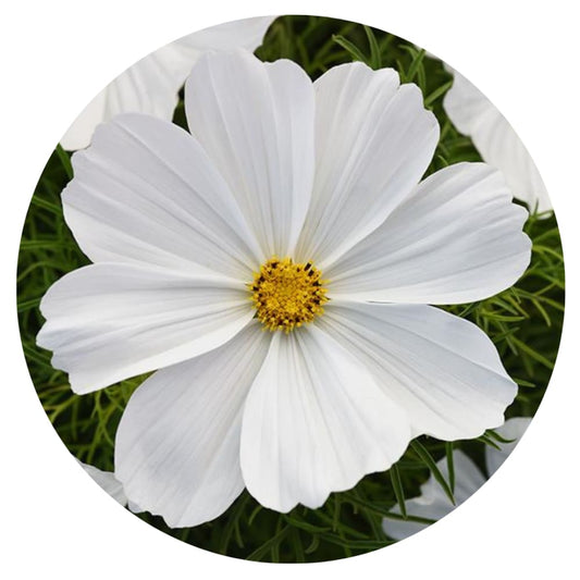 Cosmos bipinnatus Sonata White therapyofflowers.com