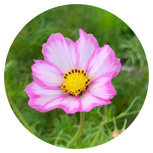 Cosmos bipinnatus Tip Top Picotee therapyofflowers.com