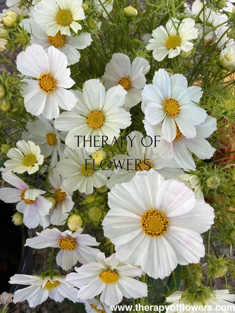 Cosmos bipinnatus ‘Versailles Tetra Flush’ | White with Rose Blush | Elegant Cut Flower therapyofflowers.com