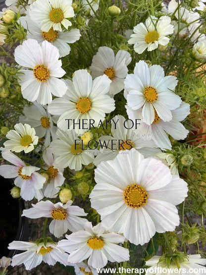 Cosmos bipinnatus ‘Versailles Tetra Flush’ | White with Rose Blush | Elegant Cut Flower therapyofflowers.com